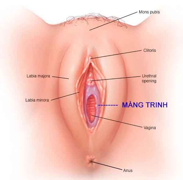 Hình ảnh vị trí màng trinh của con gái trước khi quan hệ lần đầu