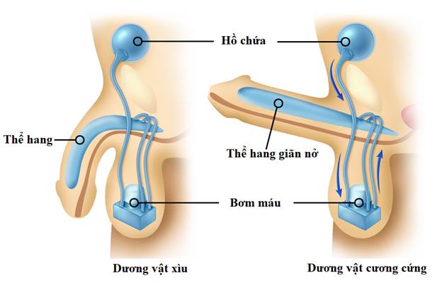 Rối loạn cương dương là gì